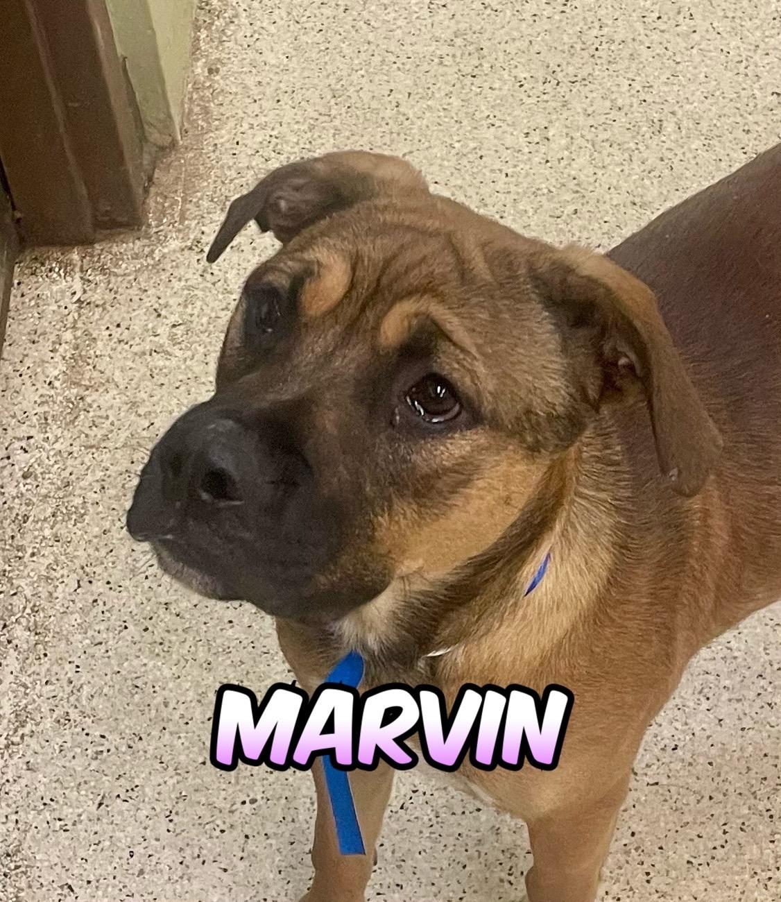Marvin
