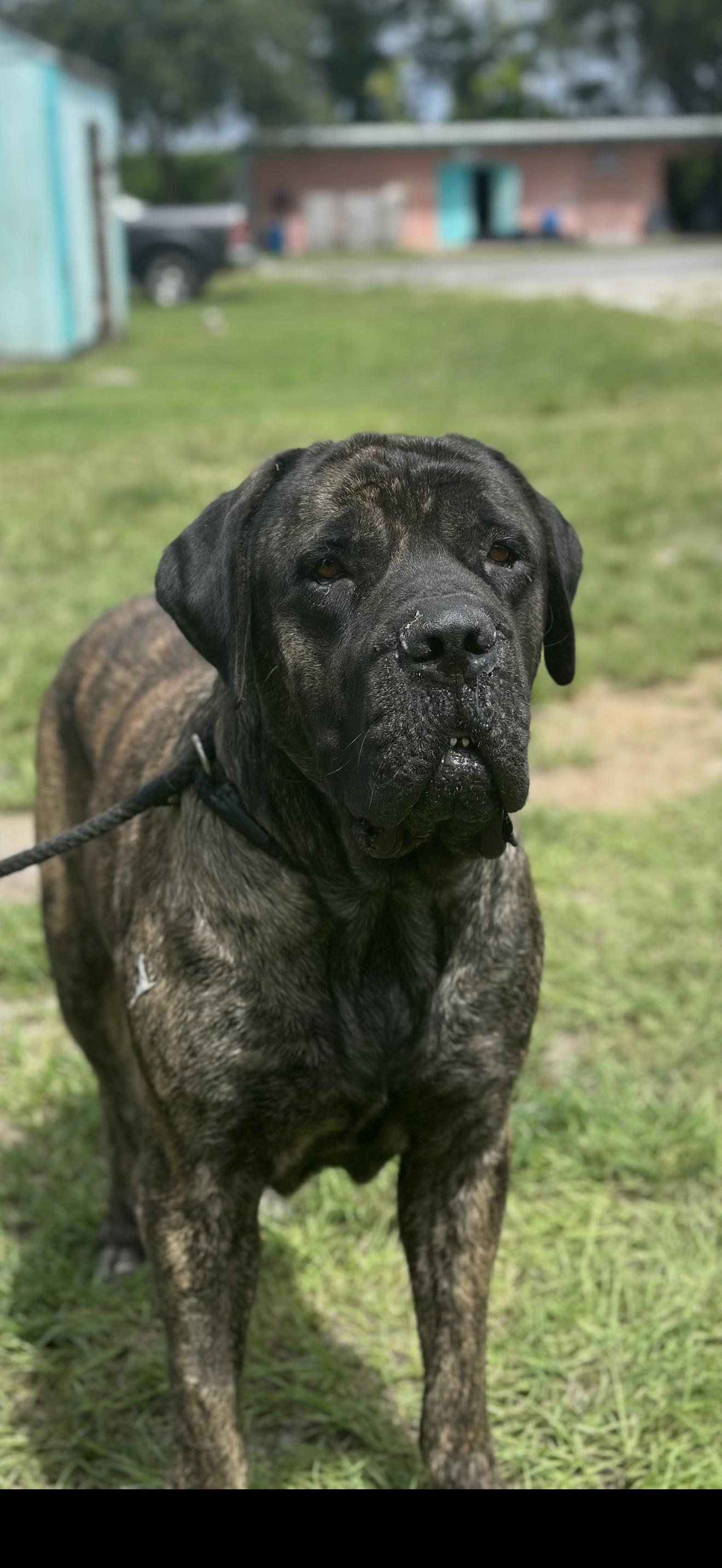 Daisy, Adopted, Adult Female Mastiff.