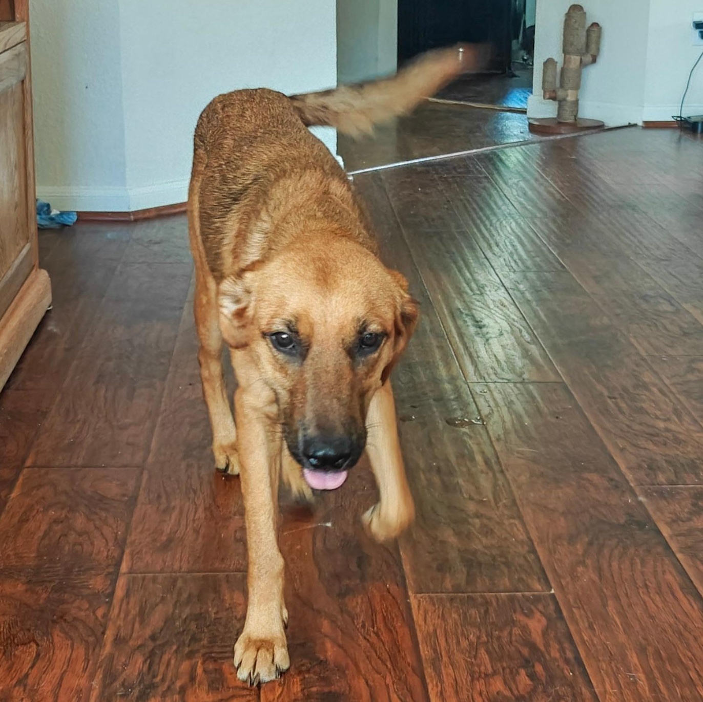 Honey, Adoptable, Young Female Black and Tan Coonhound & Labrador Retriever.