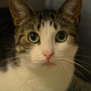 Ziva — thumbnail 2