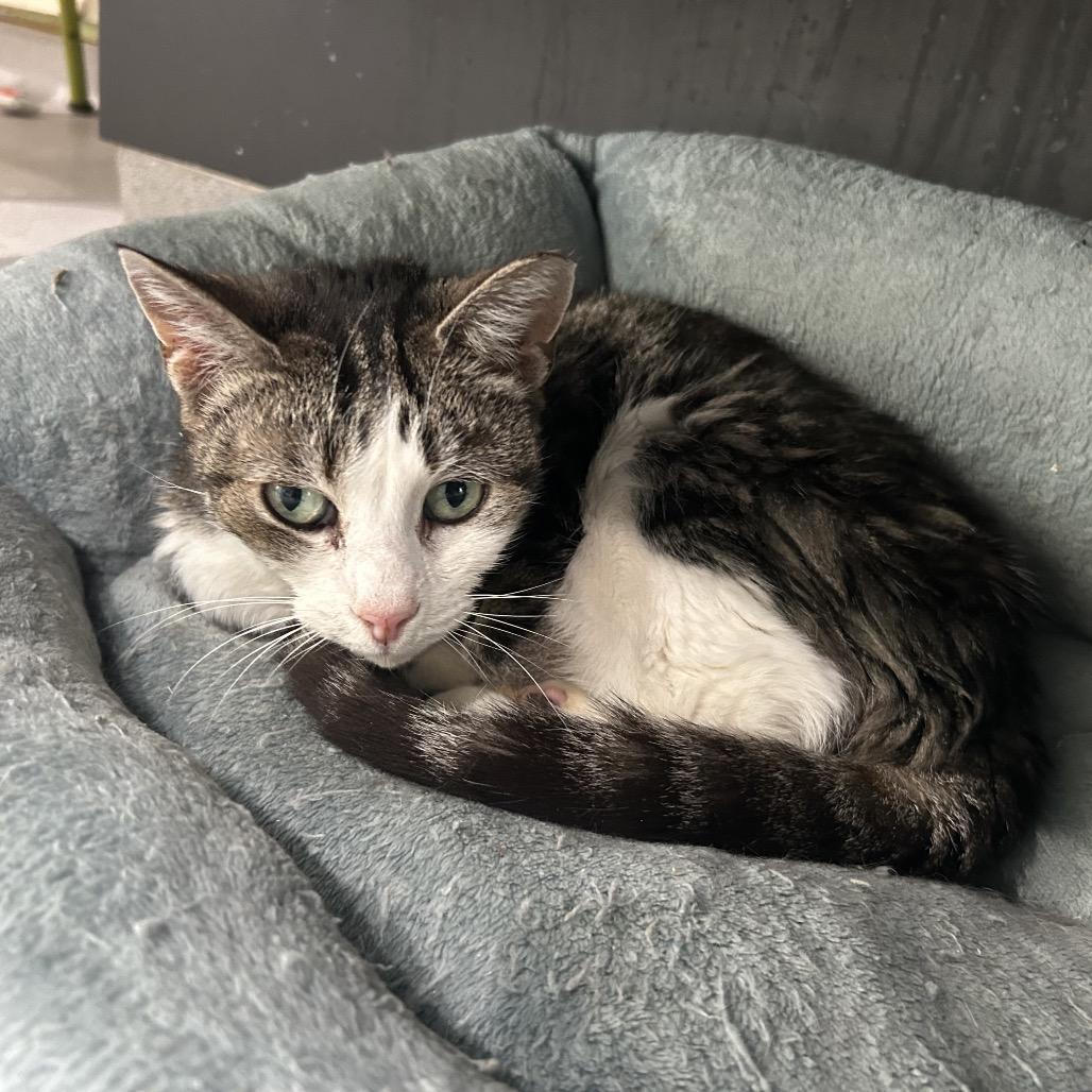 Ziva, a Adoptable Domestic Short Hair in Oyster Bay, NY image 4/6