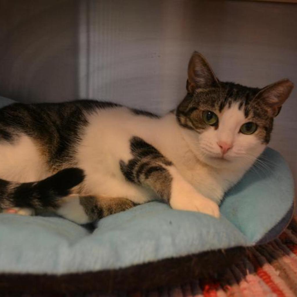 Ziva, a Adoptable Domestic Short Hair in Oyster Bay, NY image 5/6