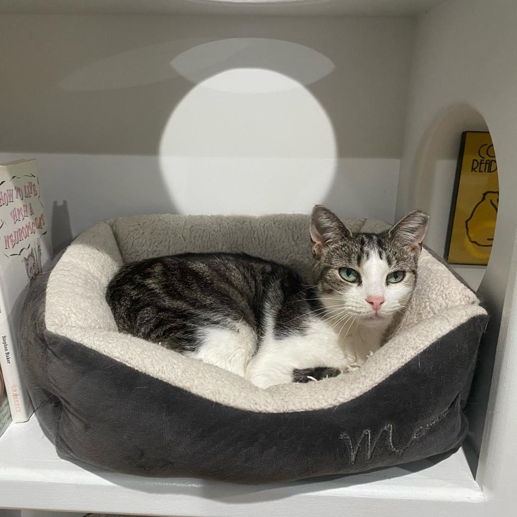 Ziva, a Adoptable Domestic Short Hair in Oyster Bay, NY image 6/6