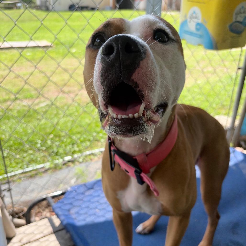 Enlarge Daisy Mae, a Adoptable mixed breed in Newport, NC image 1/6