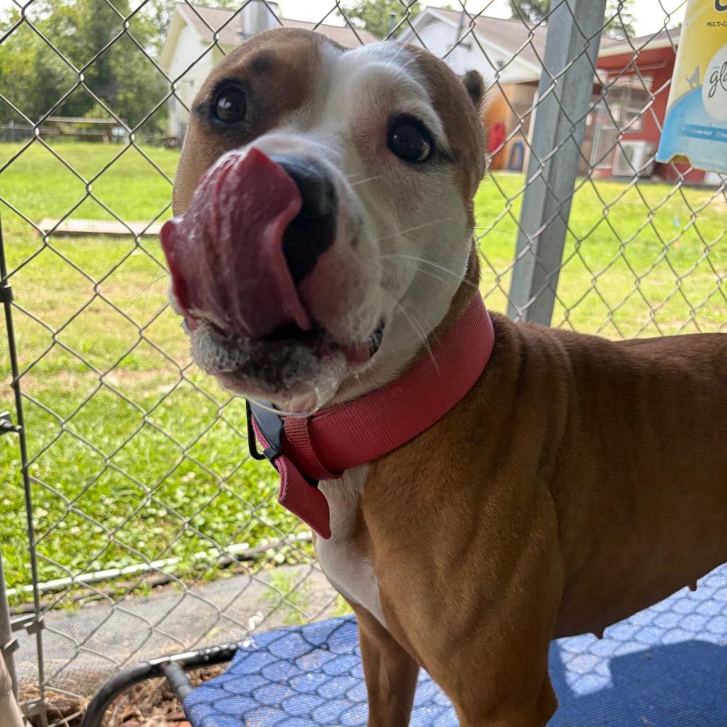 Enlarge Daisy Mae, a Adoptable mixed breed in Newport, NC image 2/6