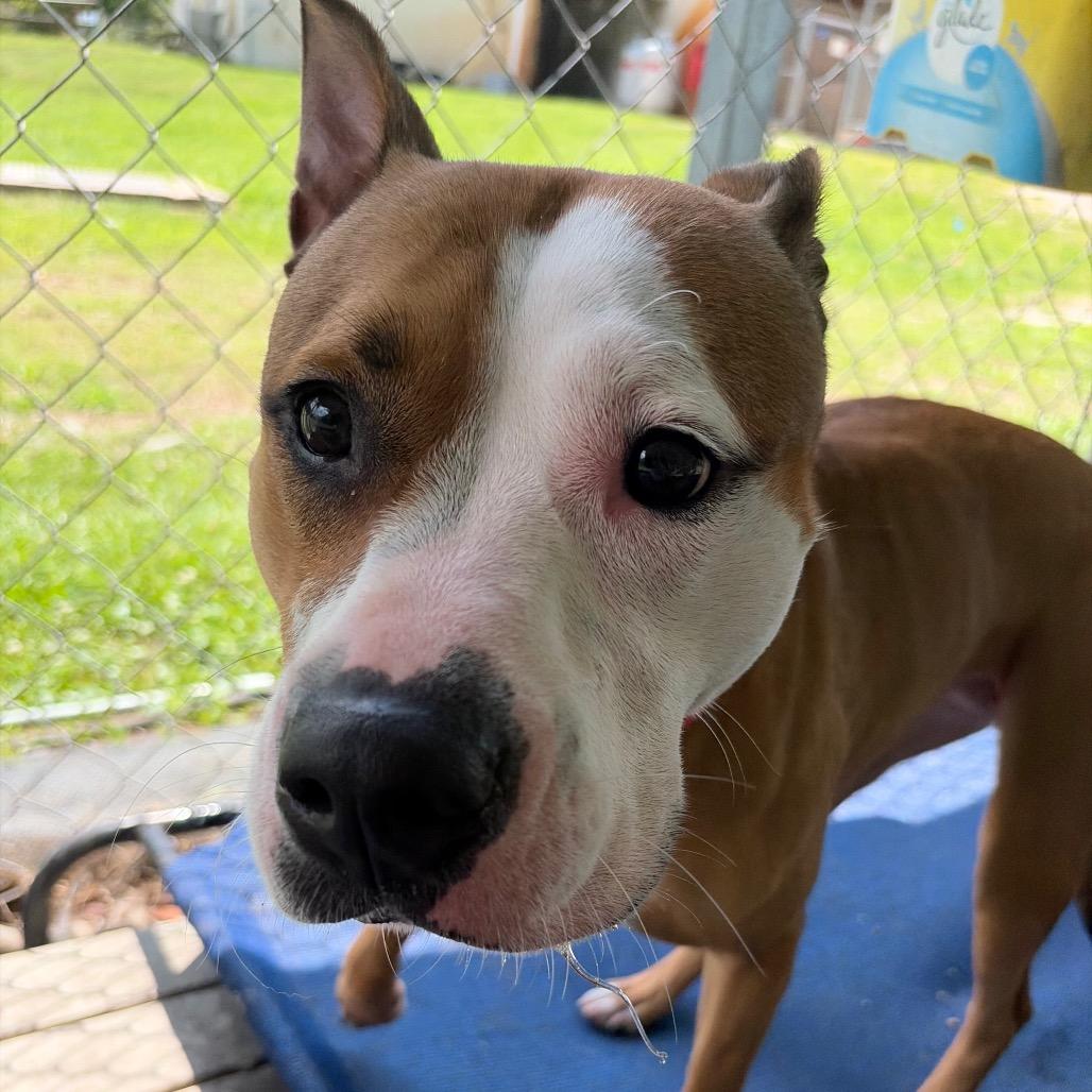 Enlarge Daisy Mae, a Adoptable mixed breed in Newport, NC image 3/6