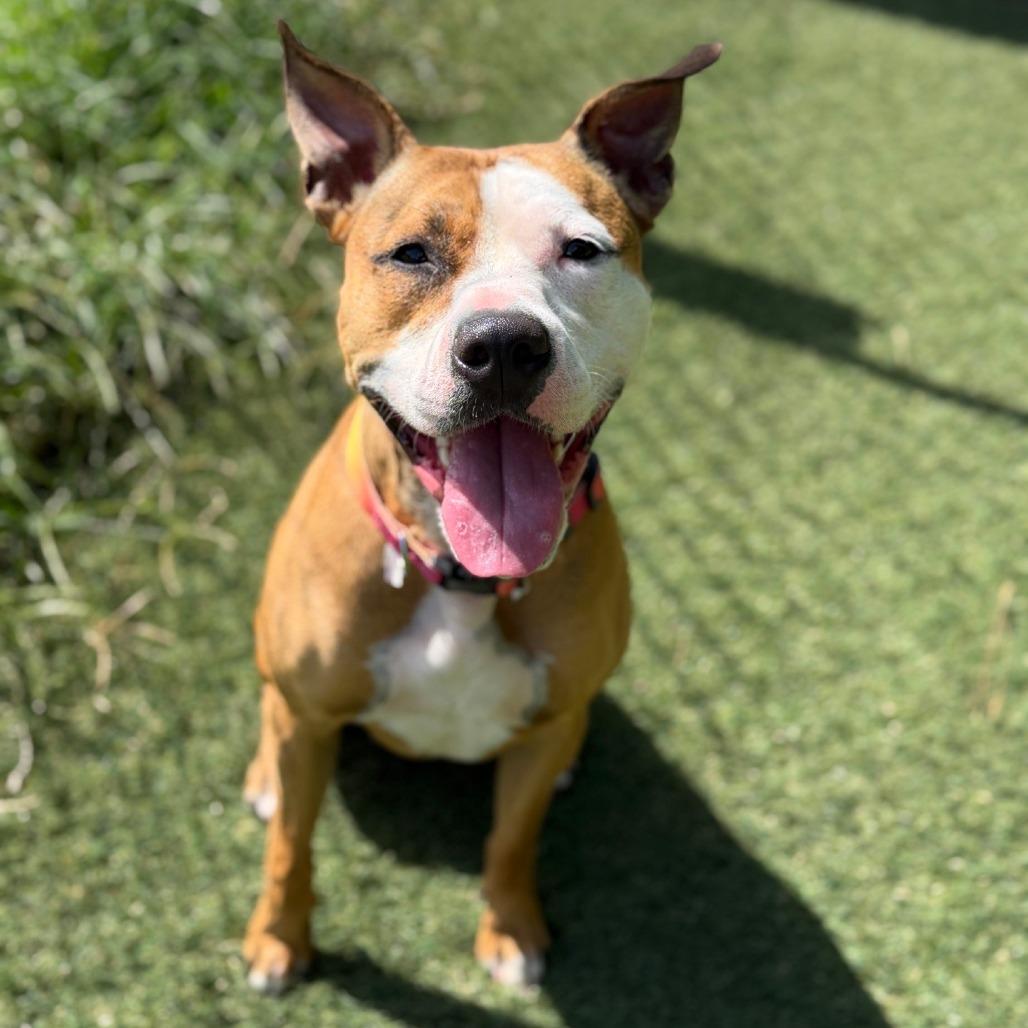 Enlarge Daisy Mae, a Adoptable mixed breed in Newport, NC image 4/6