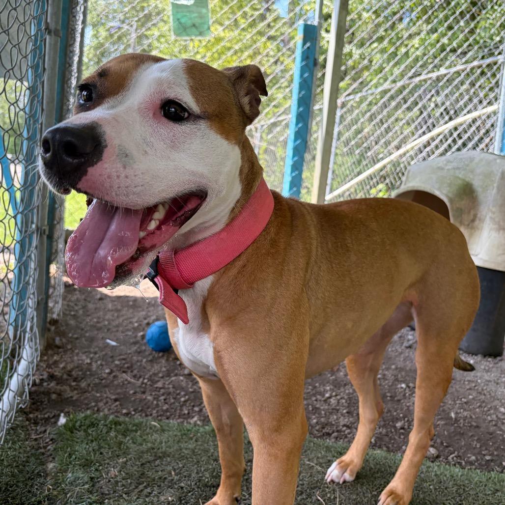 Enlarge Daisy Mae, a Adoptable mixed breed in Newport, NC image 5/6