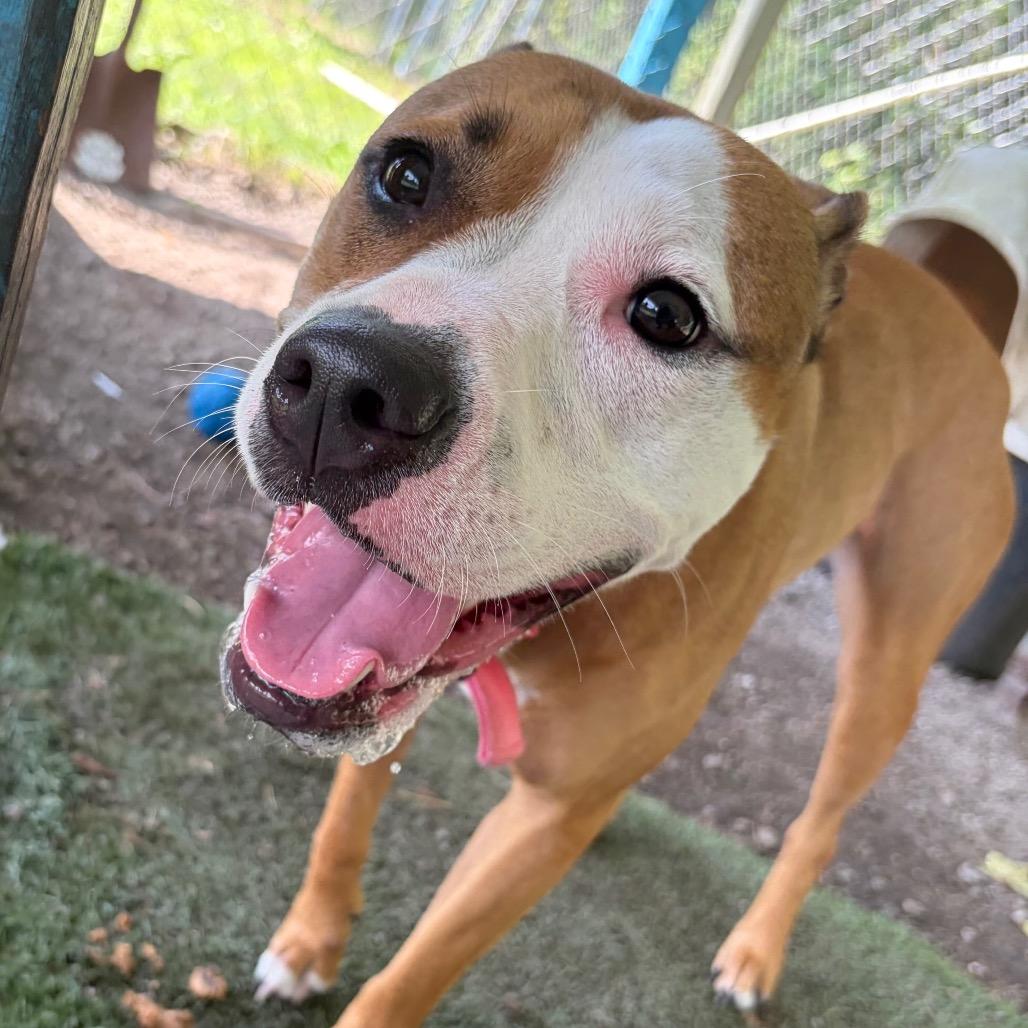 Enlarge Daisy Mae, a Adoptable mixed breed in Newport, NC image 6/6