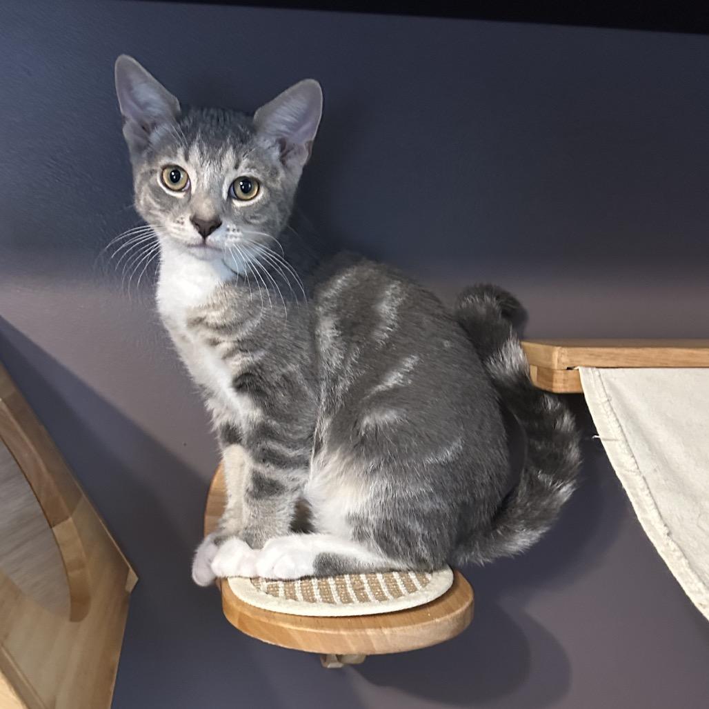 Enlarge David, a Adoptable Domestic Short Hair in Ephrata, PA image 1/5
