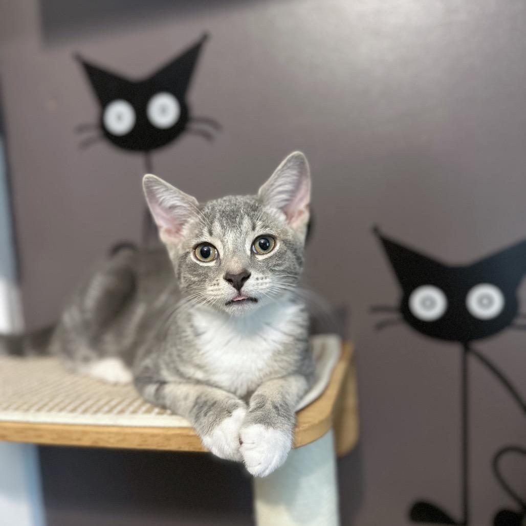 Enlarge David, a Adoptable Domestic Short Hair in Ephrata, PA image 2/5