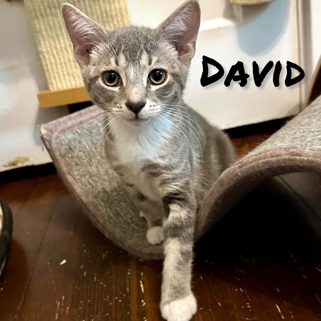 Enlarge David, a Adoptable Domestic Short Hair in Ephrata, PA image 3/5