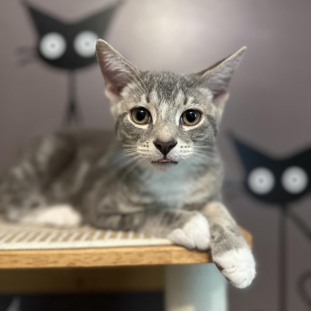 Enlarge David, a Adoptable Domestic Short Hair in Ephrata, PA image 4/5