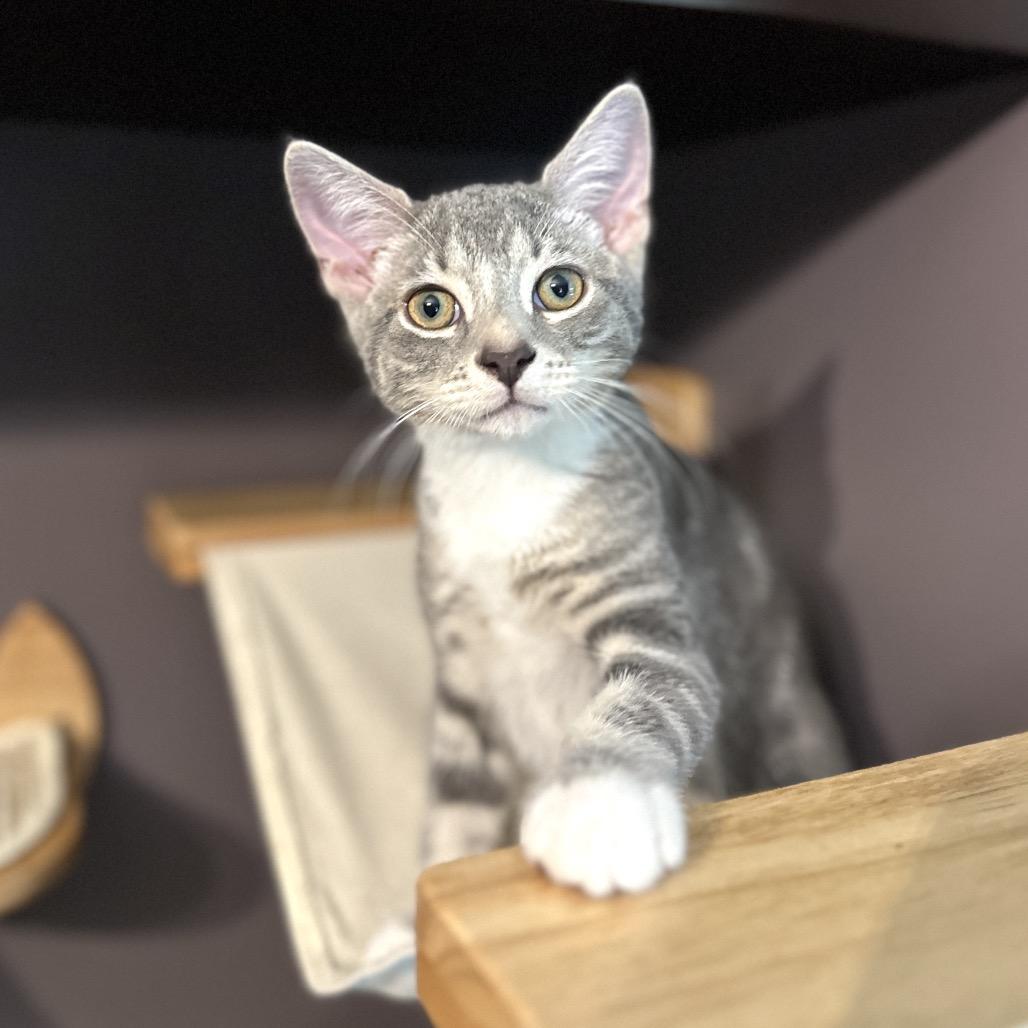 Enlarge David, a Adoptable Domestic Short Hair in Ephrata, PA image 5/5