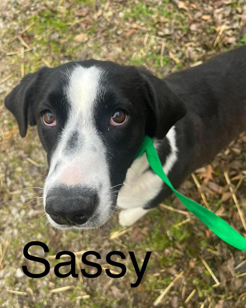 Sassy, Adoptable, Young Female Hound.
