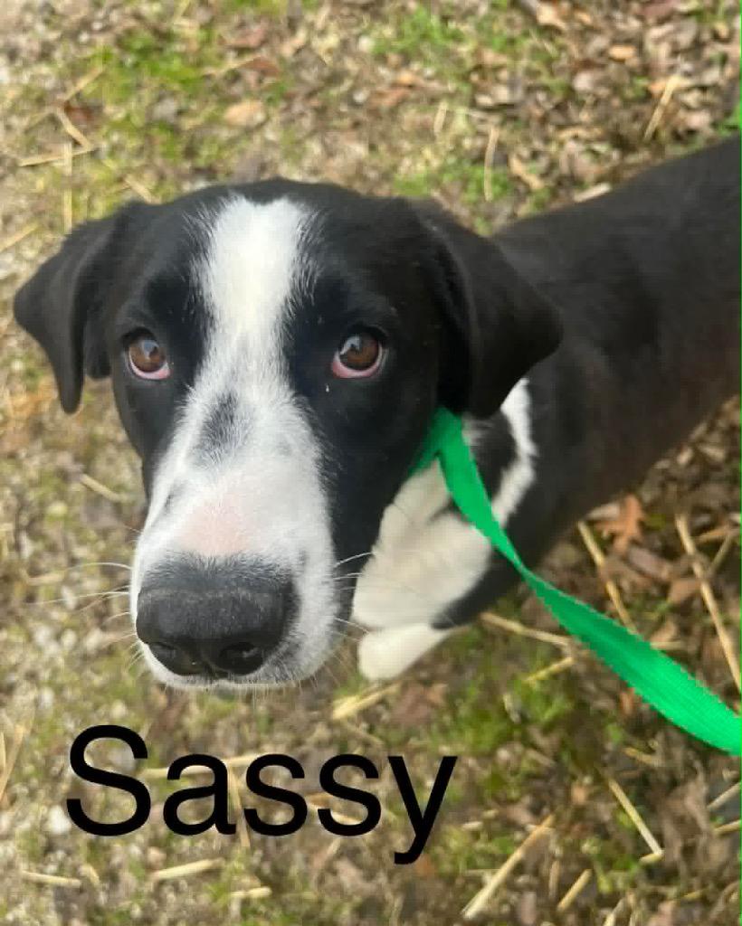 Enlarge Sassy, a Adoptable mixed breed in Princeton, IN image 3/3