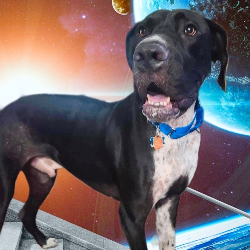 Enlarge Wilson, a Adoptable Great Dane in Benton, LA image 9/13