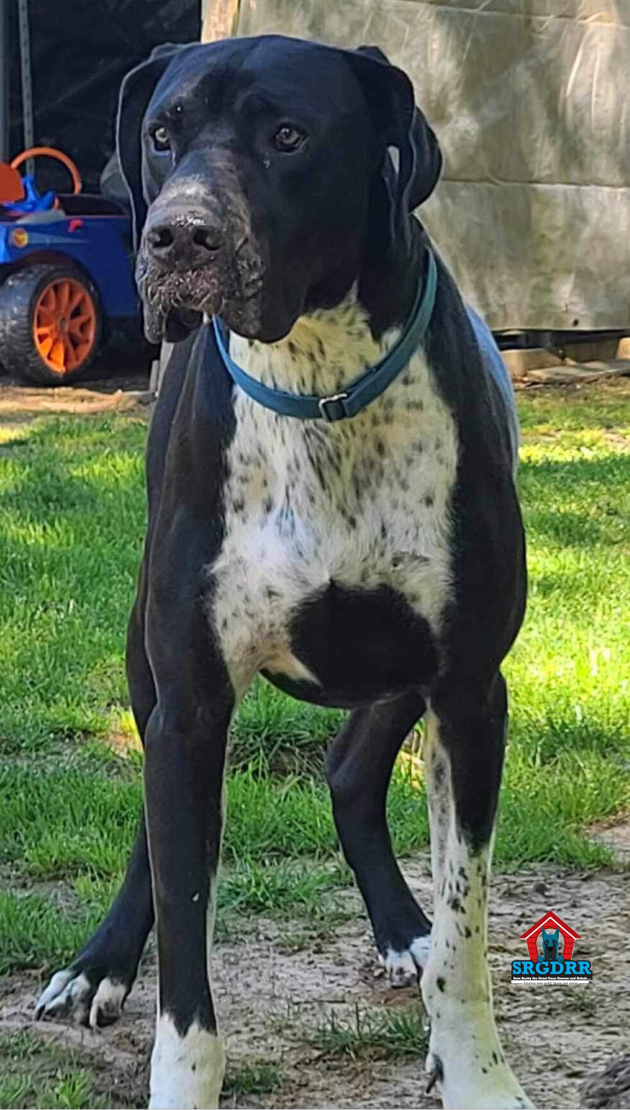 Enlarge Wilson, a Adoptable Great Dane in Benton, LA image 10/13