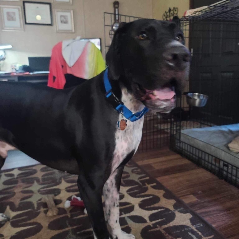 Enlarge Wilson, a Adoptable Great Dane in Benton, LA image 11/13