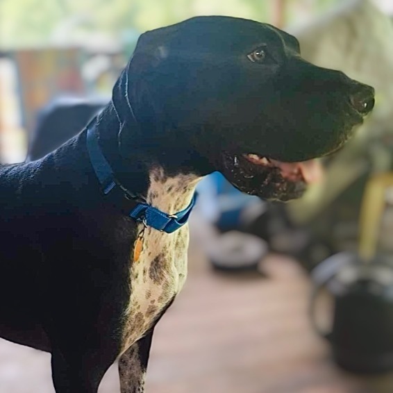 Enlarge Wilson, a Adoptable Great Dane in Benton, LA image 1/13