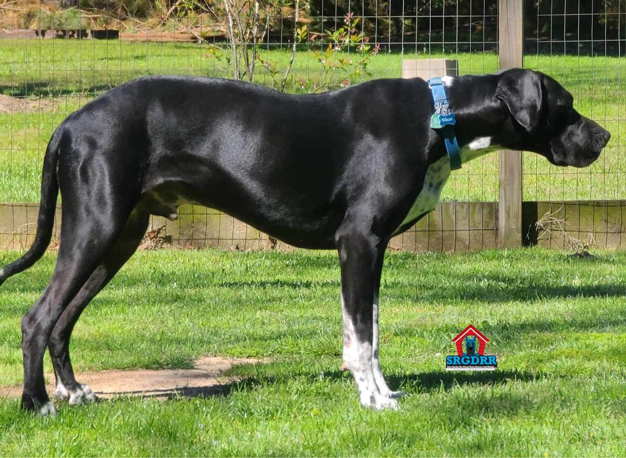 Enlarge Wilson, a Adoptable Great Dane in Benton, LA image 13/13