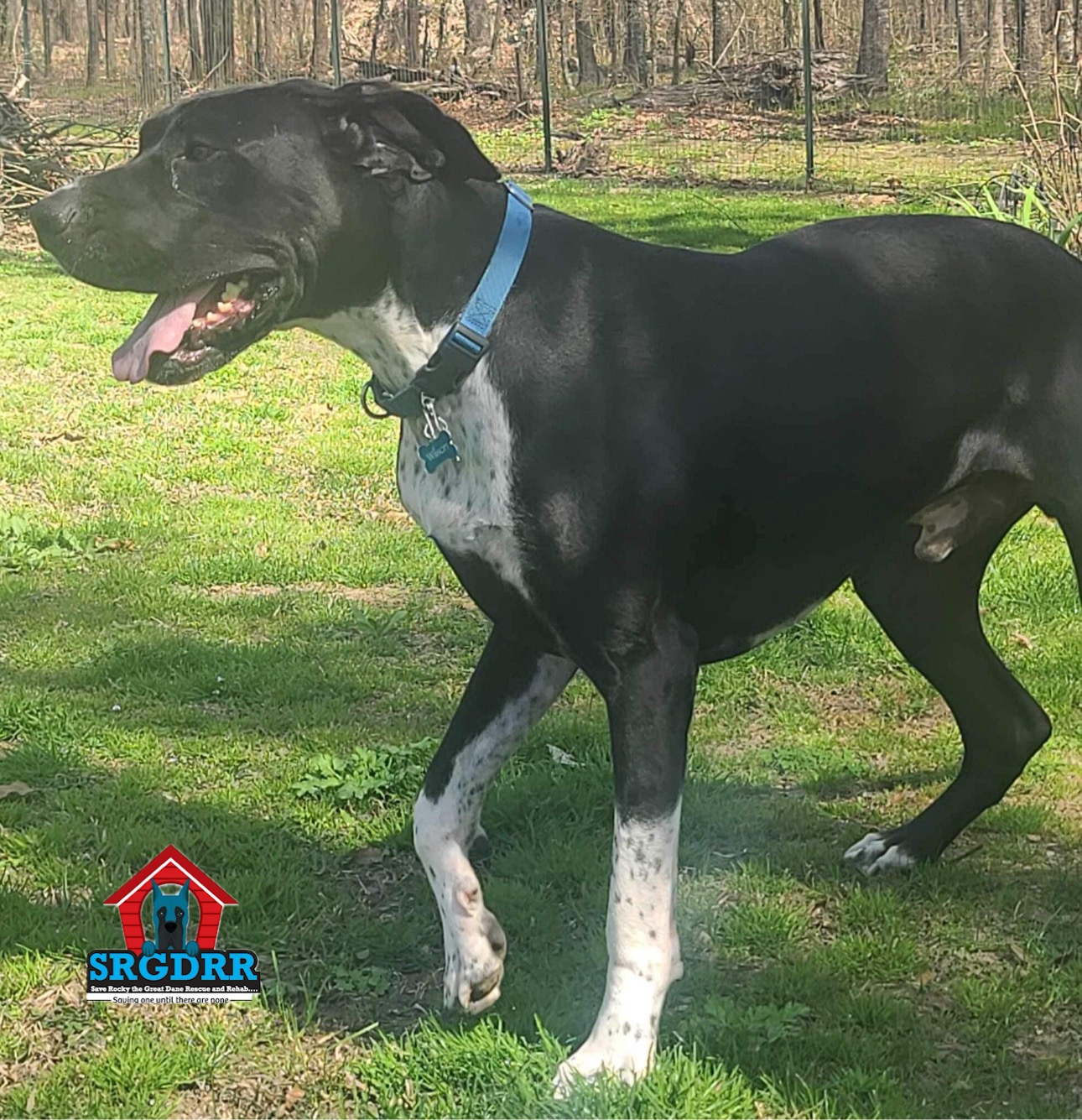 Enlarge Wilson, a Adoptable Great Dane in Benton, LA image 12/13