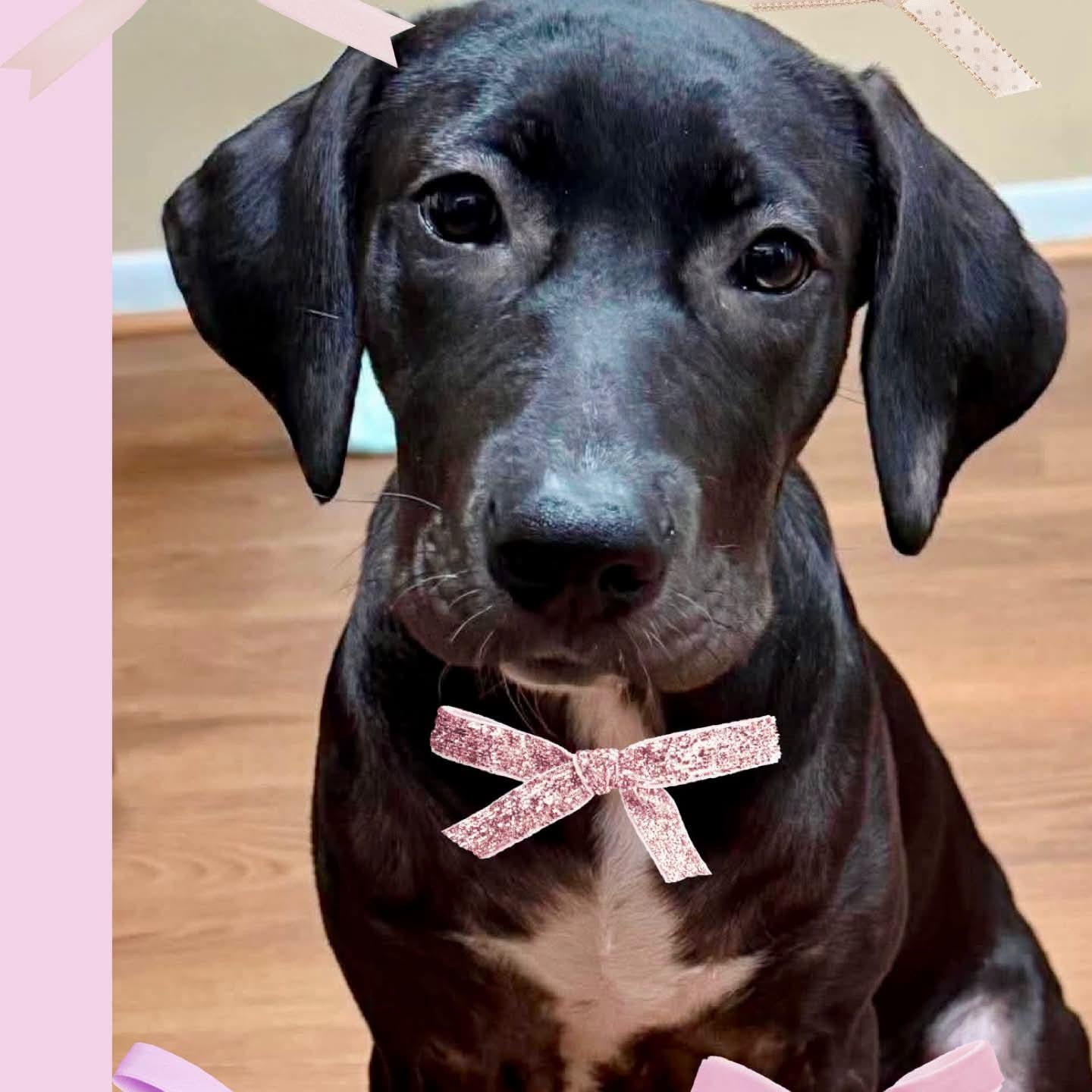 Penny, ADOPTABLE, Puppy Female Black Labrador Retriever.