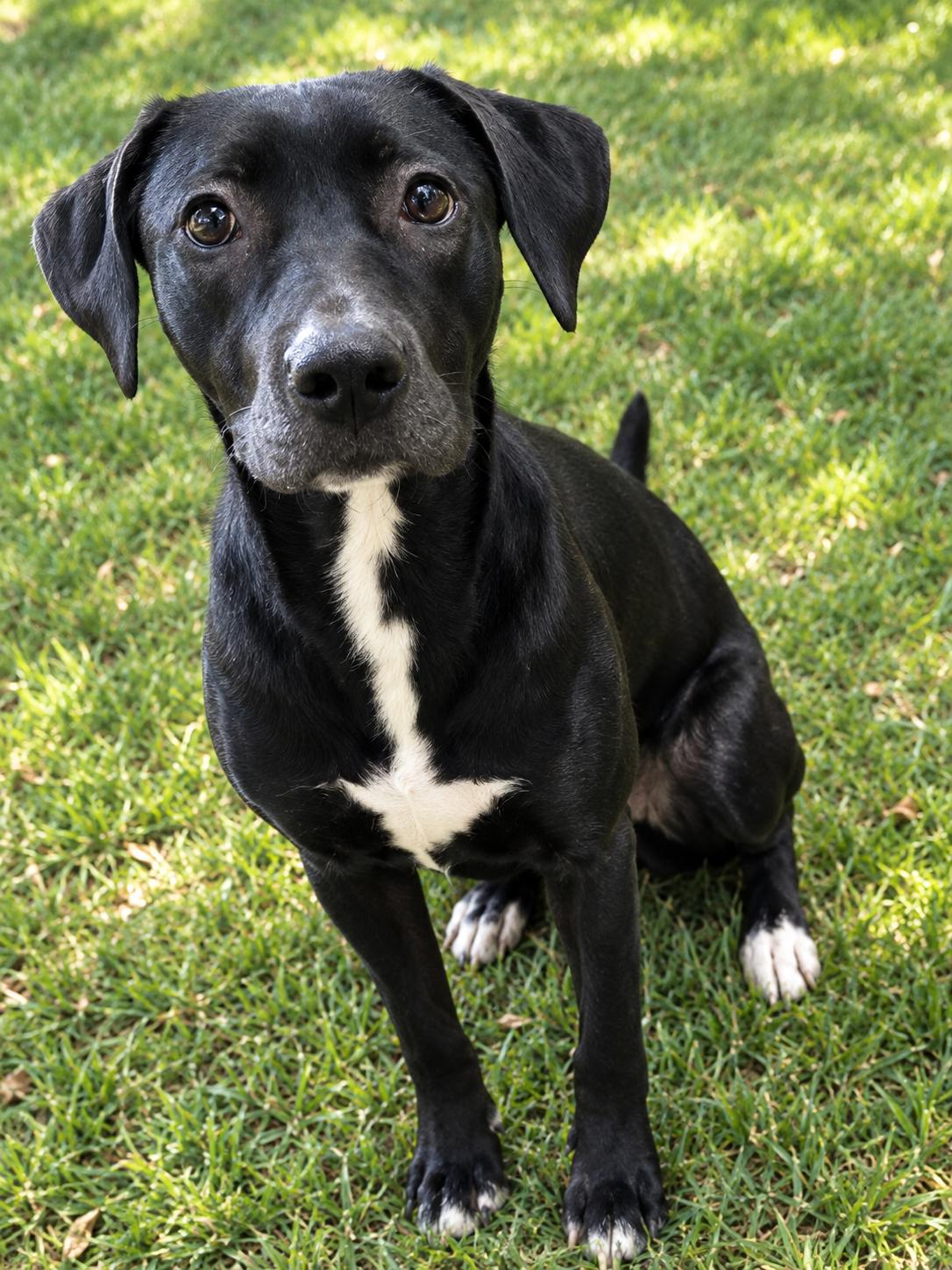 Enlarge Penny, a Adoptable mixed breed in West Haven, CT image 2/2