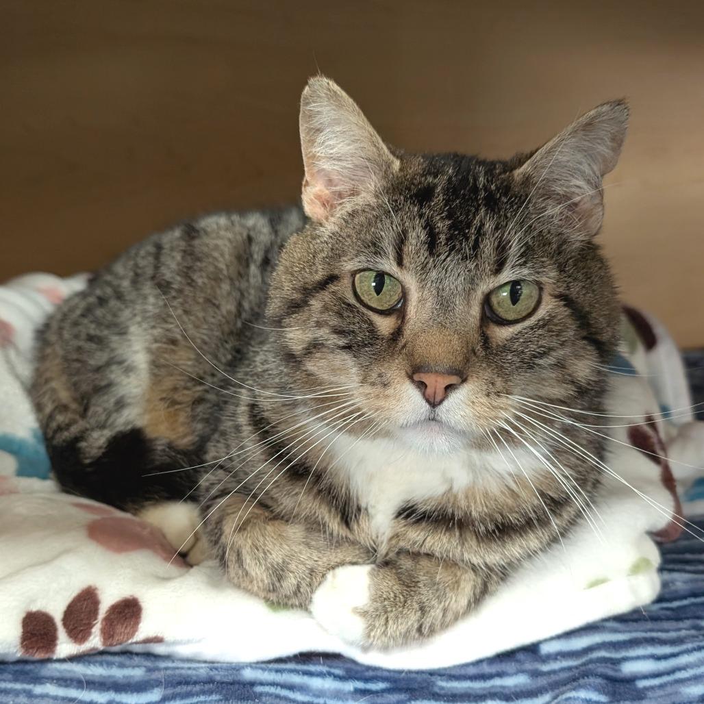 Hawthorn, Adoptable, Senior Male Domestic Short Hair.
