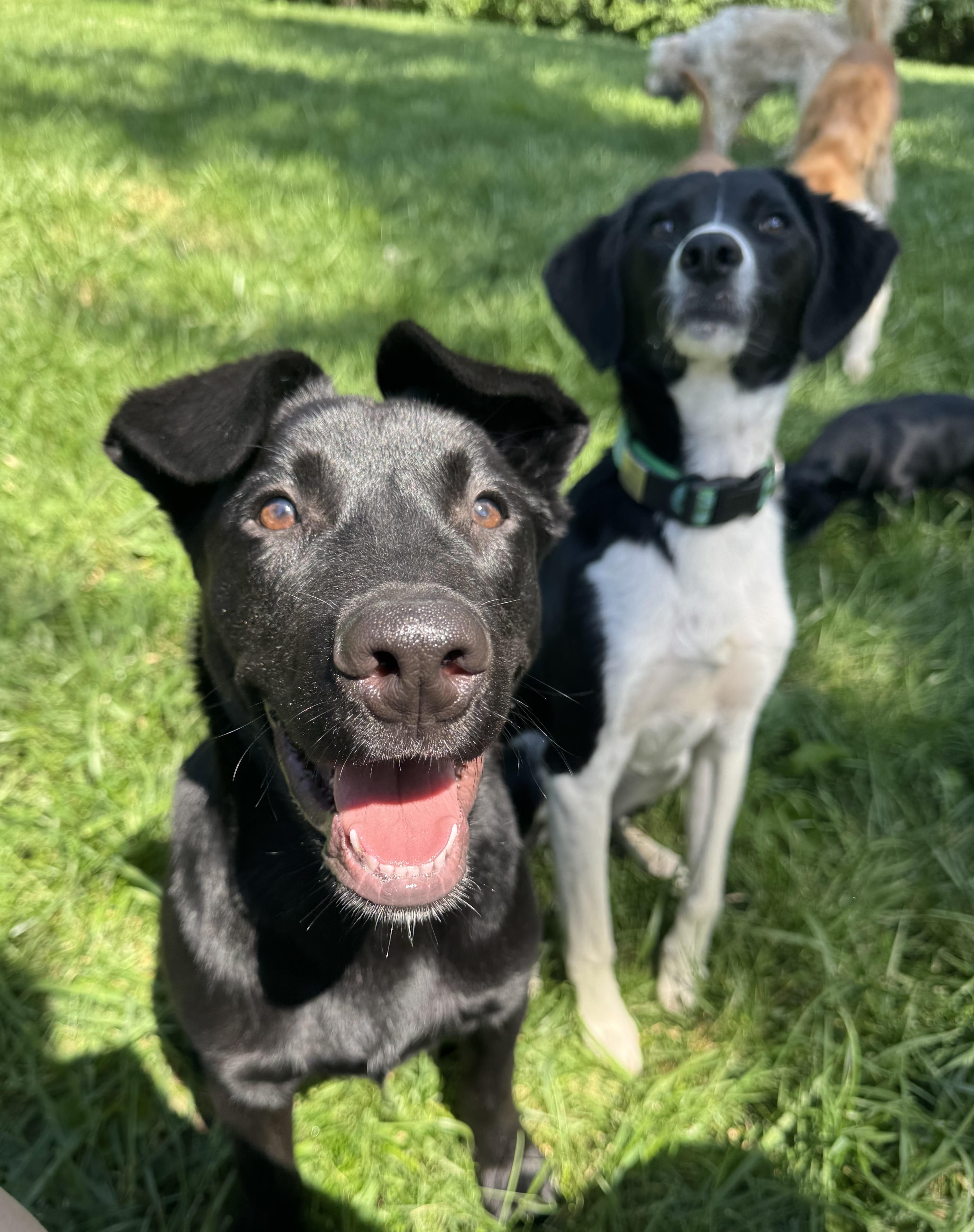 Cobalt - male C puppy, Adoptable, Puppy Male Labrador Retriever & Shepherd.