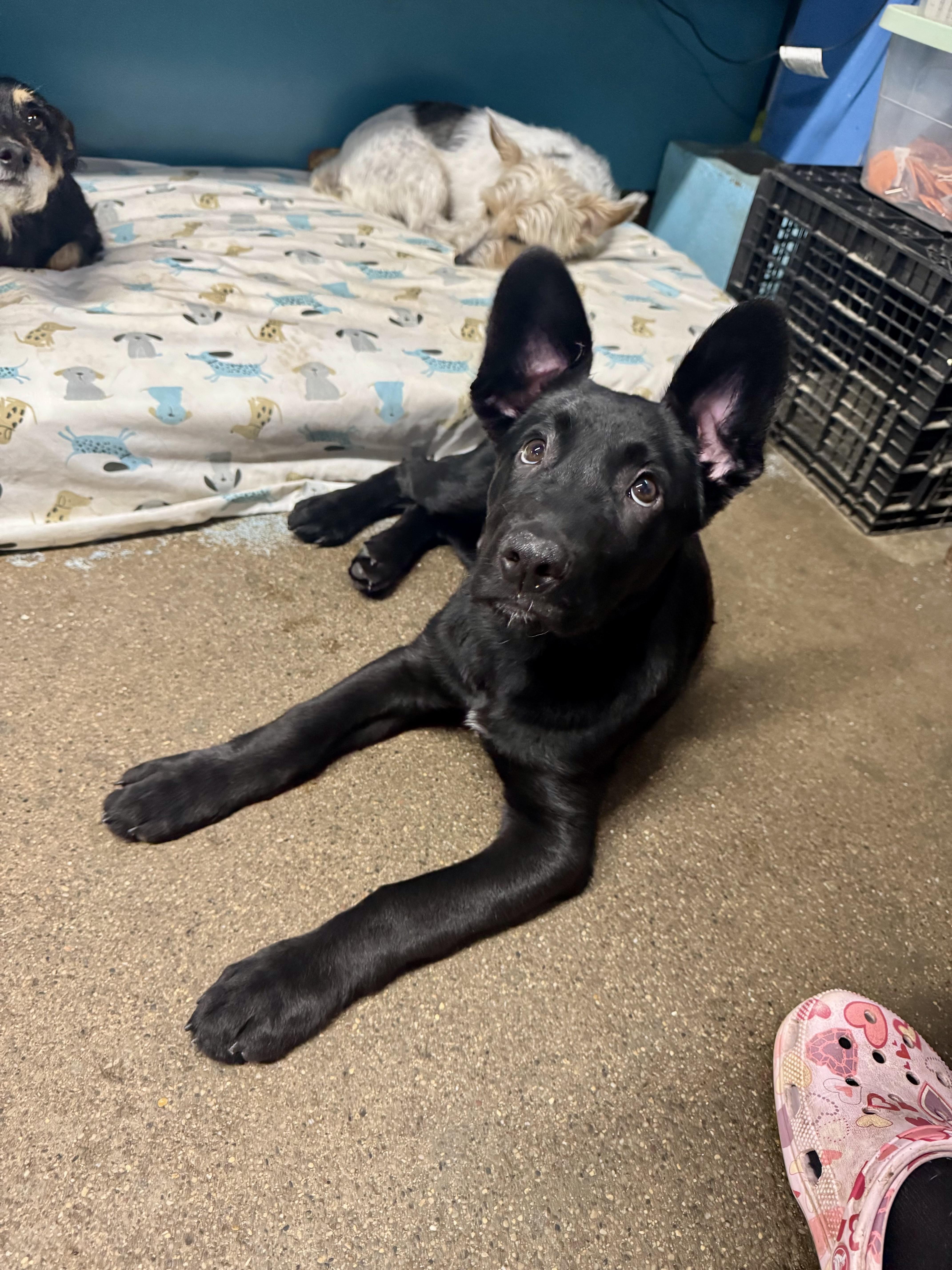 Cobalt - male C puppy, a Adoptable mixed breed in Cincinnati, OH image 3/6