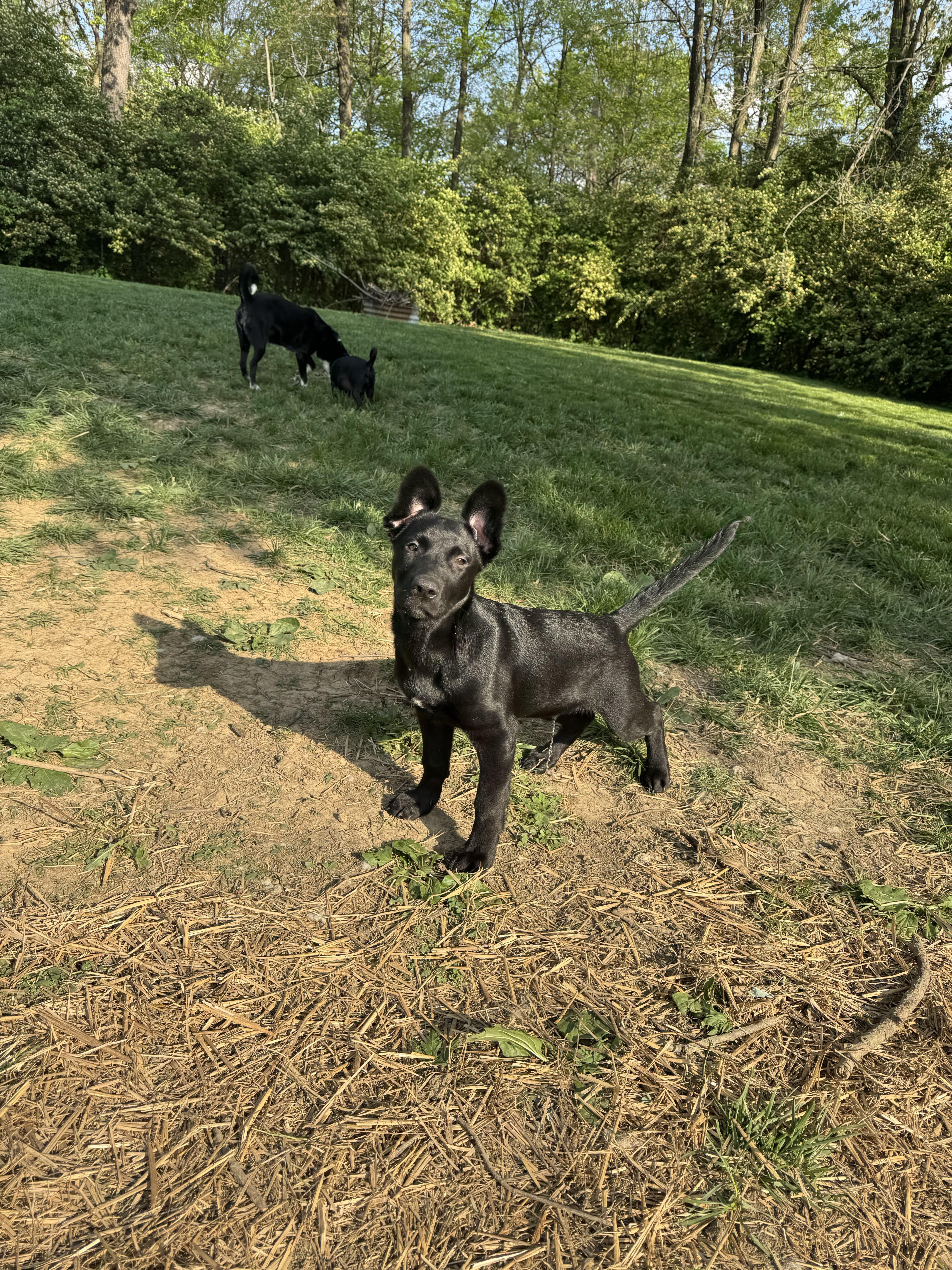 Cobalt - male C puppy, a Adoptable mixed breed in Cincinnati, OH image 5/6
