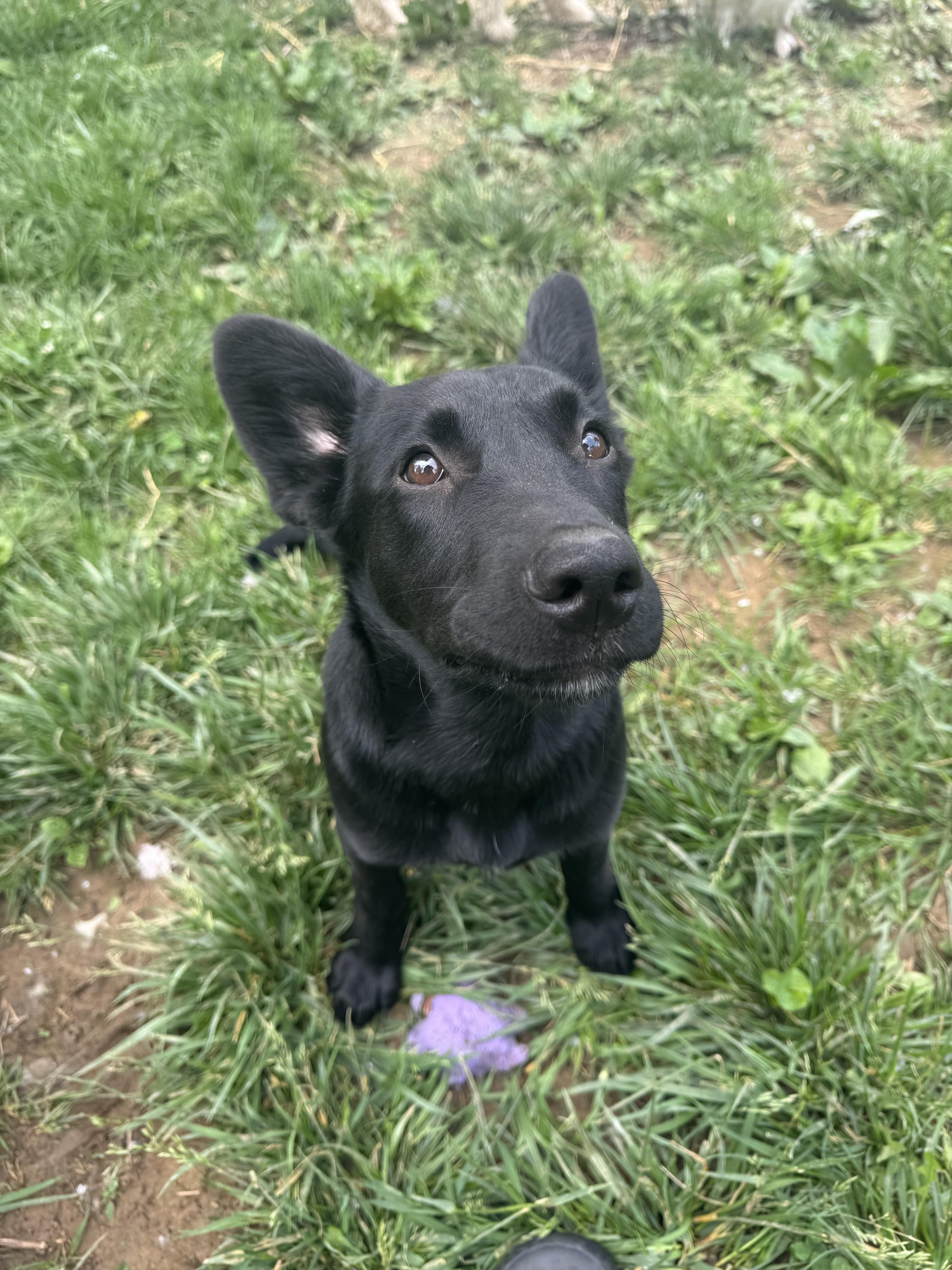 Cobalt - male C puppy, a Adoptable mixed breed in Cincinnati, OH image 6/6