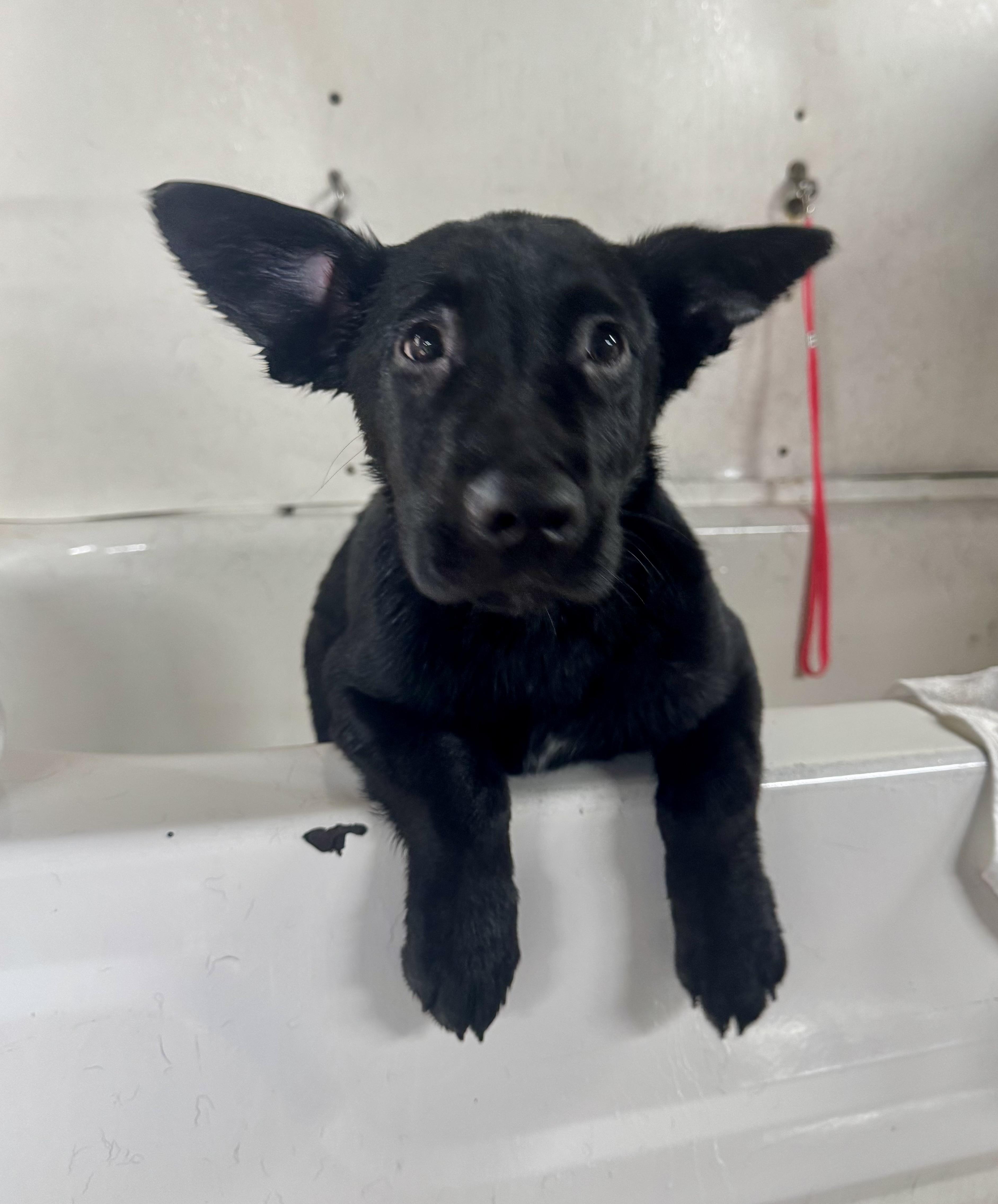 Cobalt - male C puppy, a Adoptable mixed breed in Cincinnati, OH image 4/6