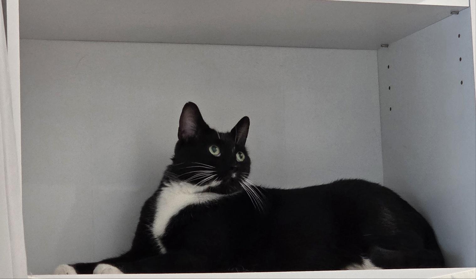 Enlarge Yen, an adoptable Domestic Short Hair in Calgary, AB image 4/6