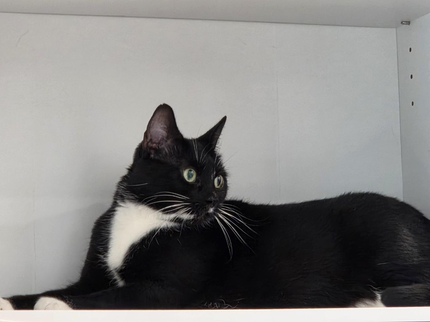 Enlarge Yen, an adoptable Domestic Short Hair in Calgary, AB image 5/6