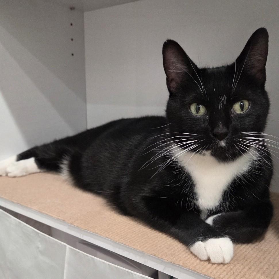 Yen, adoptable, Adult Female Domestic Short Hair.