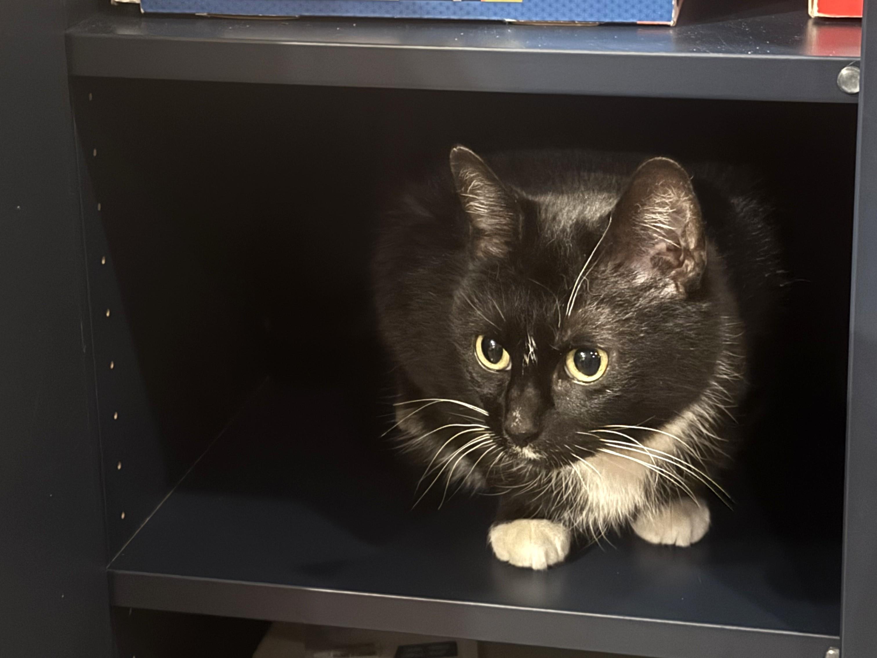 Yen, ADOPTABLE, Adult Female Domestic Short Hair.
