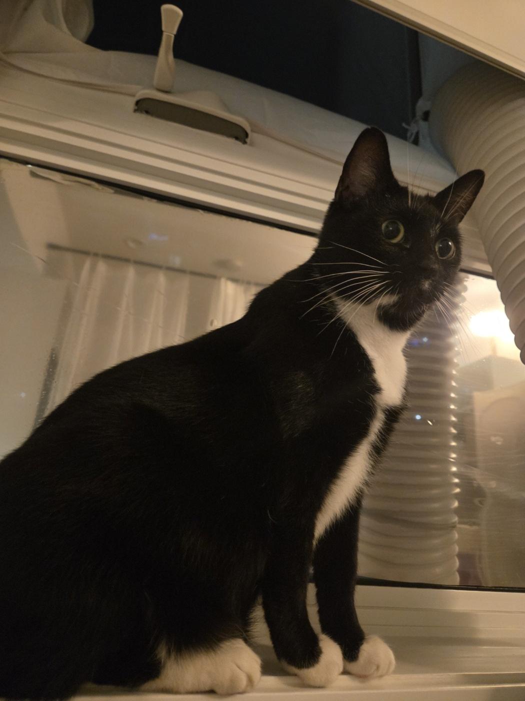 Enlarge Yen, an adoptable Domestic Short Hair in Calgary, AB image 6/6