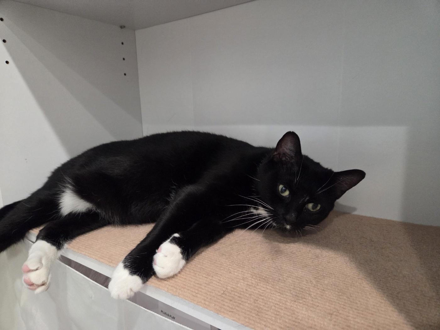 Enlarge Yen, an adoptable Domestic Short Hair in Calgary, AB image 3/6