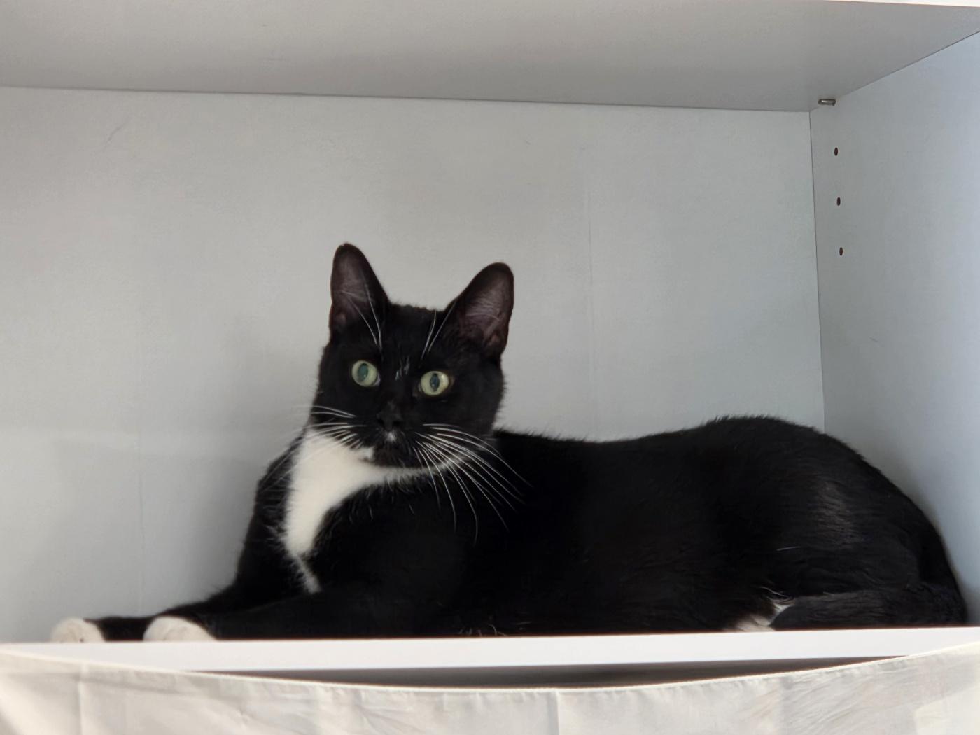 Enlarge Yen, an adoptable Domestic Short Hair in Calgary, AB image 2/6