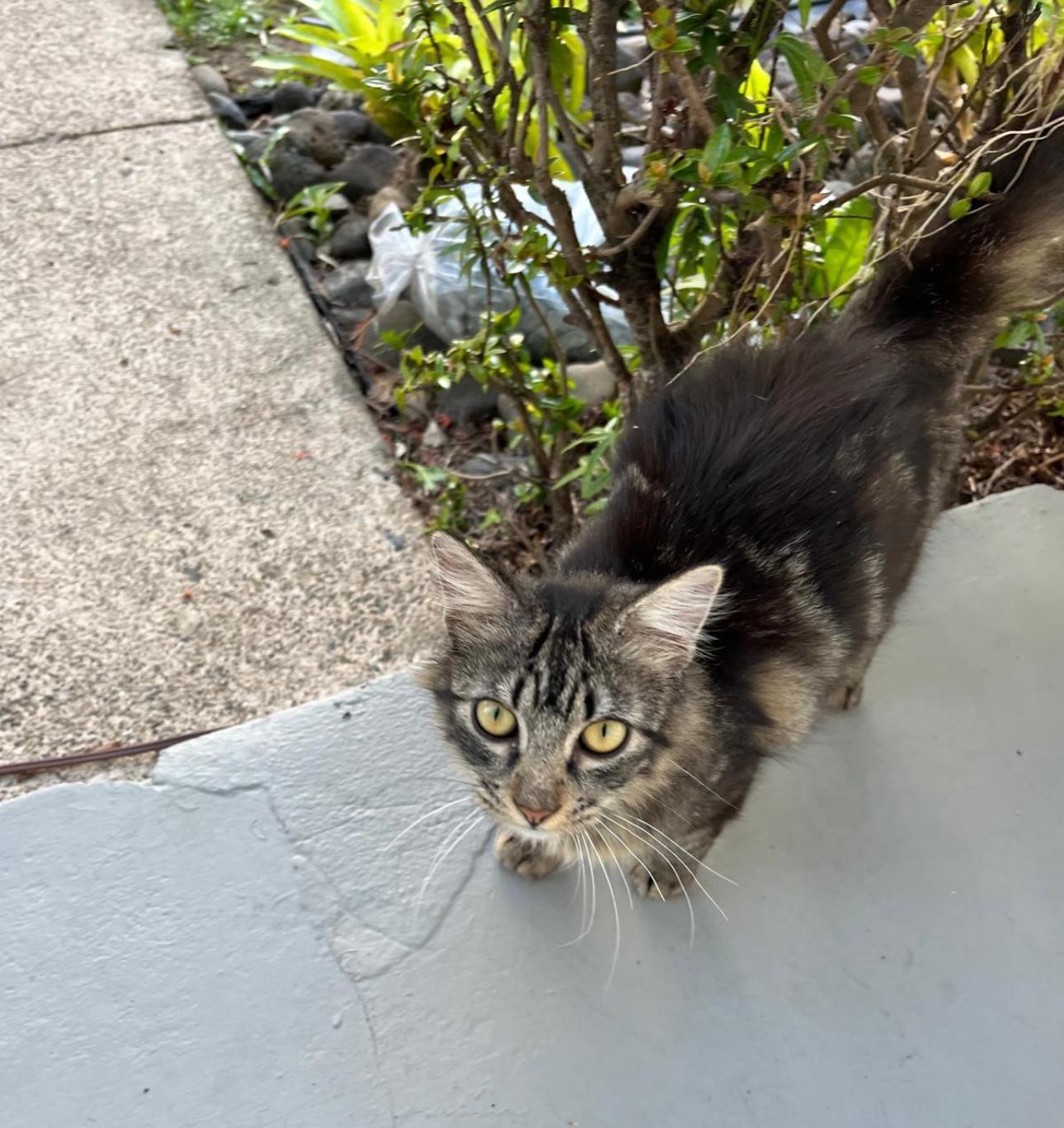 Enlarge NIKKO - literally the best cat!, an adopted mixed breed in Washington, DC image 2/6