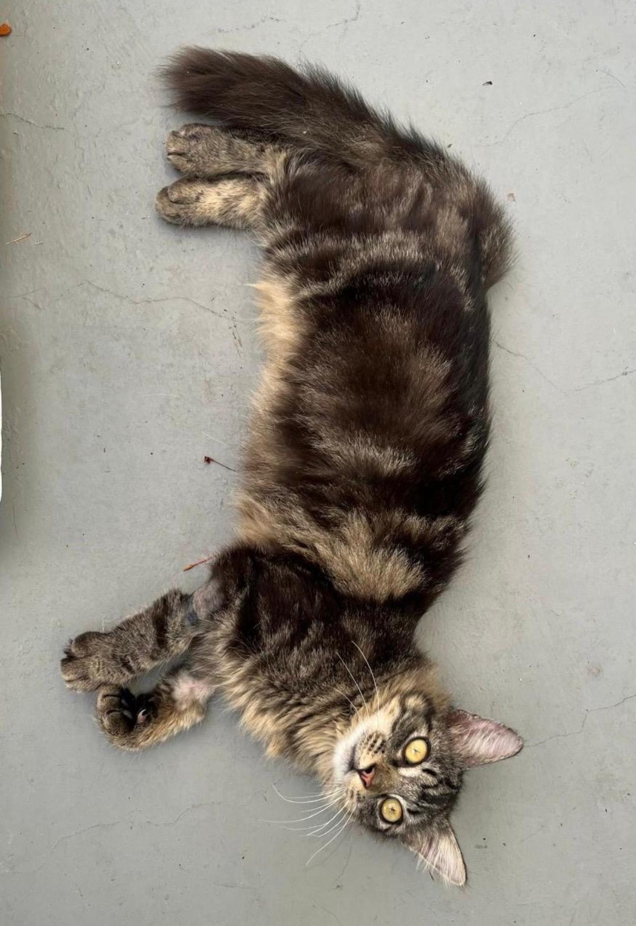 Enlarge NIKKO - literally the best cat!, an adopted mixed breed in Washington, DC image 3/6