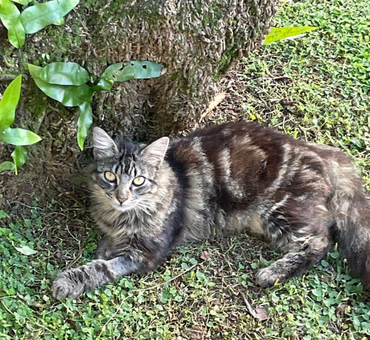 Enlarge NIKKO - literally the best cat!, an adopted mixed breed in Washington, DC image 1/6
