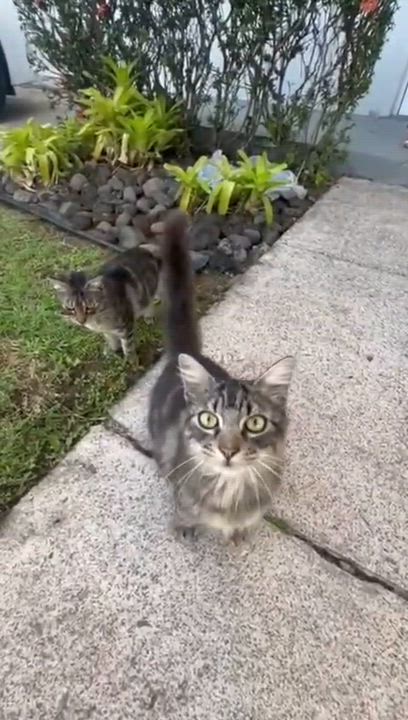 Enlarge NIKKO - literally the best cat!, an adopted mixed breed in Washington, DC video 6/6