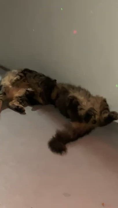 Enlarge NIKKO - literally the best cat!, an adopted mixed breed in Washington, DC video 5/6