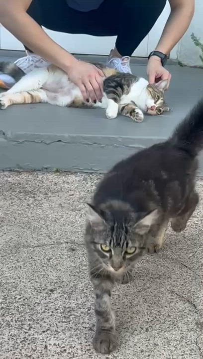 Enlarge NIKKO - literally the best cat!, an adopted mixed breed in Washington, DC video 4/6