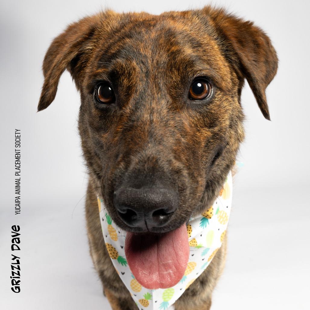 Grizzly Dave, Adoptable, Adult Male German Shepherd Dog.