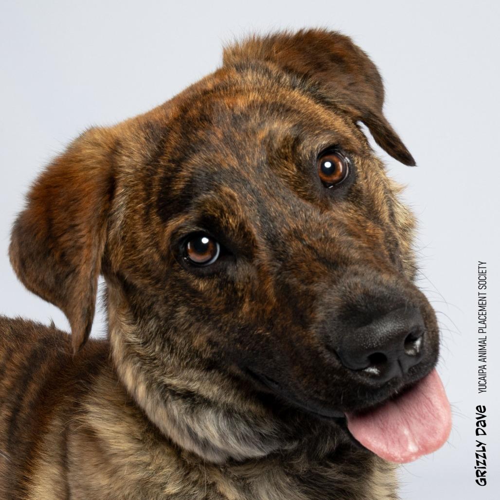 Enlarge Grizzly Dave, a Adoptable German Shepherd Dog in Yucaipa, CA image 2/5