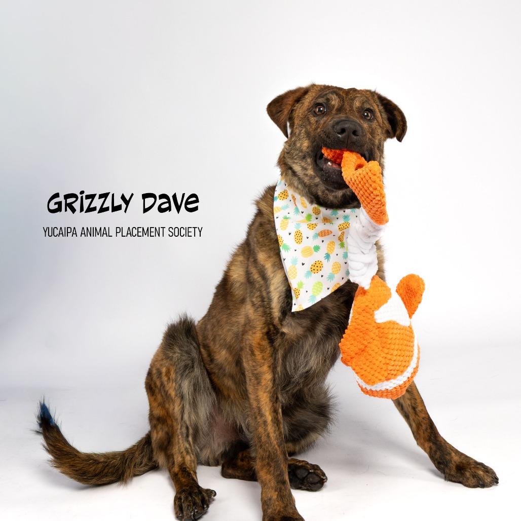 Enlarge Grizzly Dave, a Adoptable German Shepherd Dog in Yucaipa, CA image 3/5